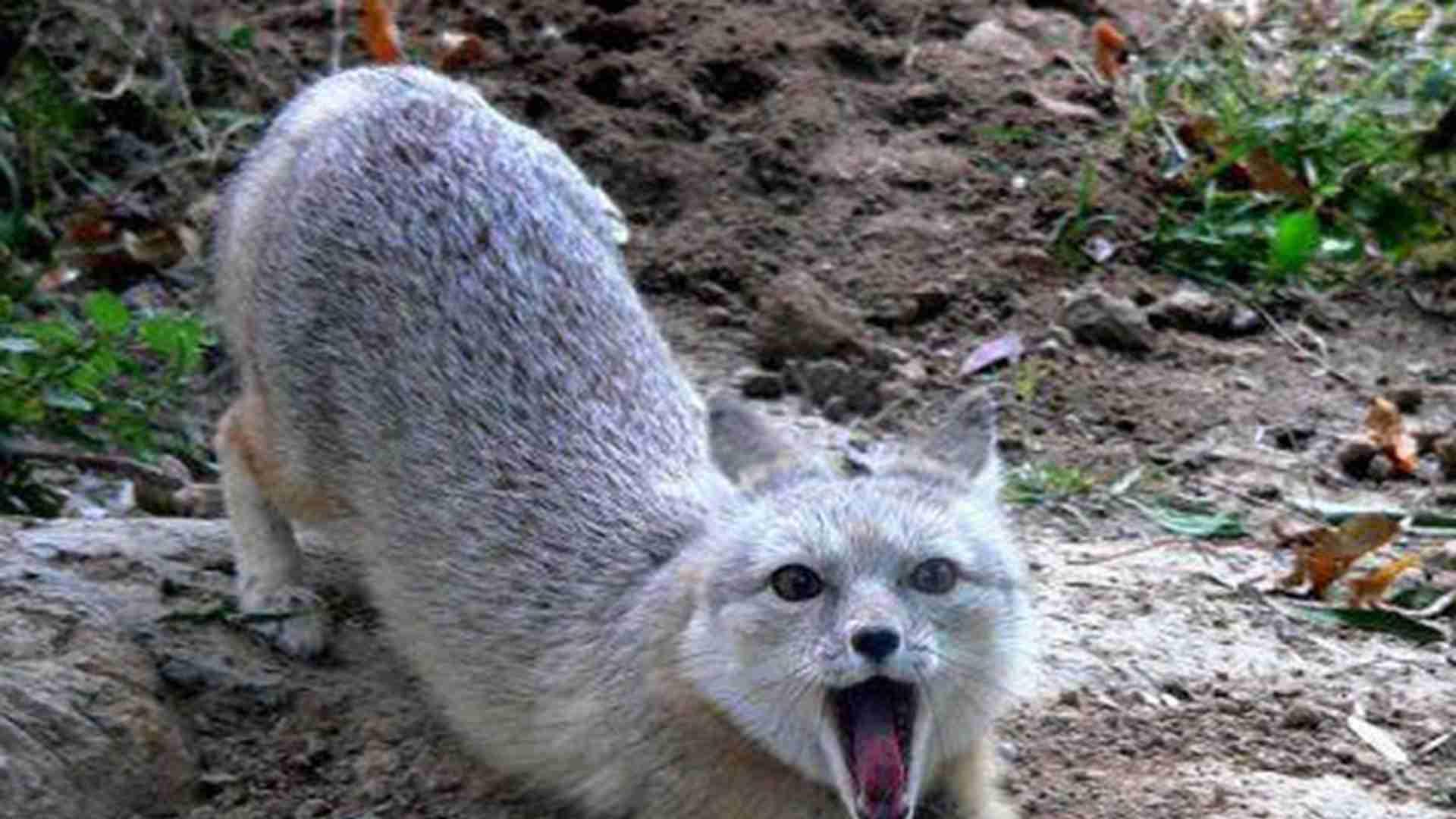 耐高温品种选育，四十五天见效，南方庭院养殖，沙狐皮毛加工技巧