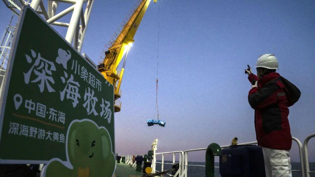 小象超市与深海大黄鱼的“争鲜”竞速：三测、四看、“鱼生有证”