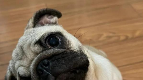 狗狗歪头杀不只卖萌，科学家发现这与听觉定位有关