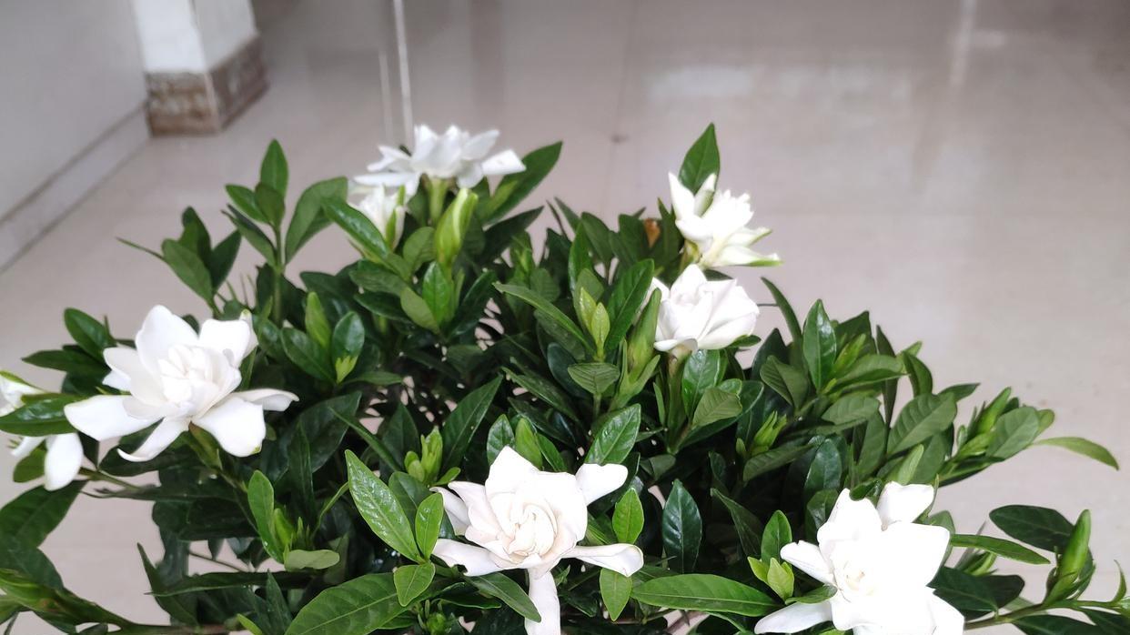 栀子花浇水指南：四季呵护，掌握浇水频率