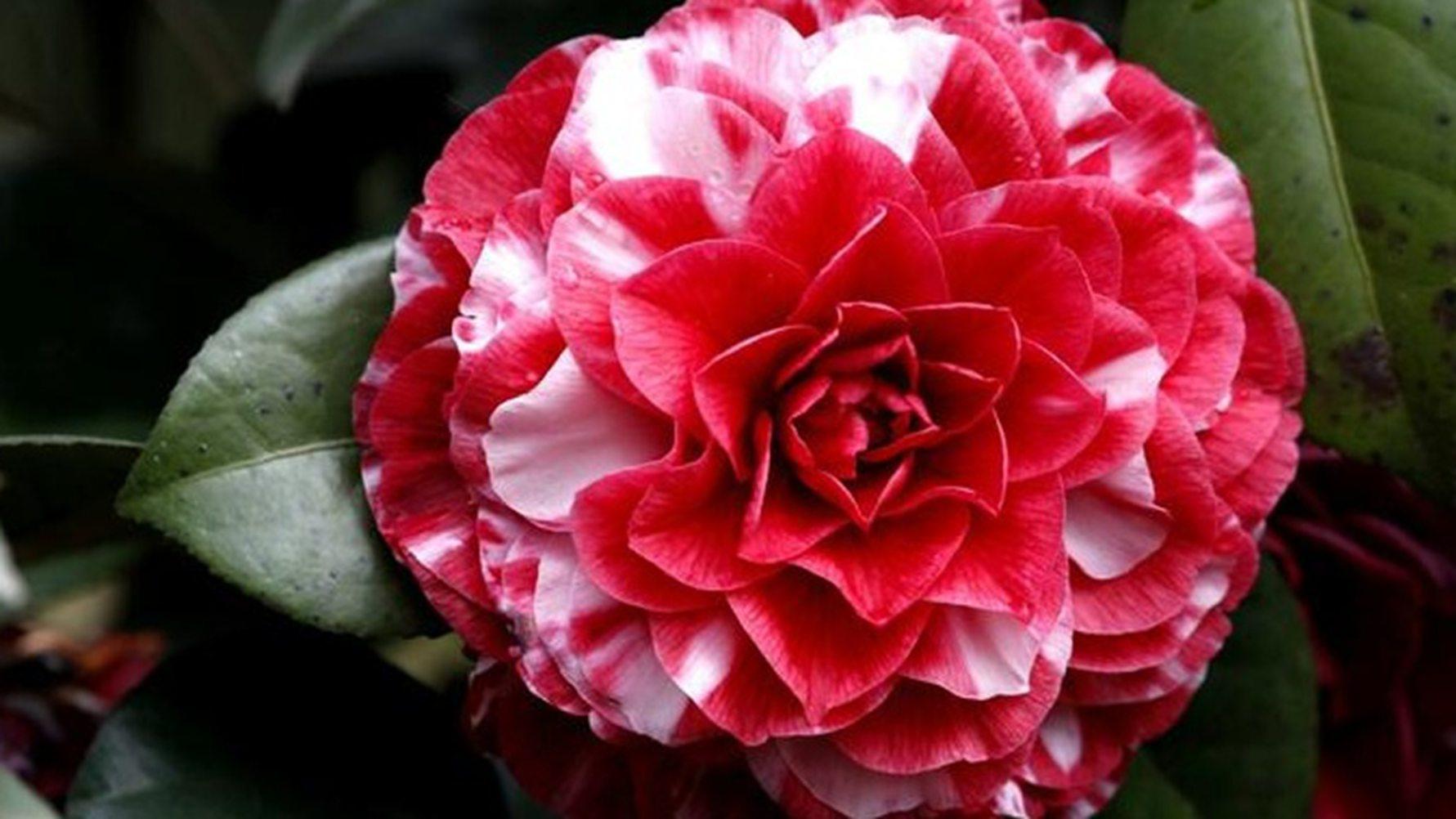 茶花古法压条，梅雨季操作要点，徽派建筑庭院，环剥宽度标准