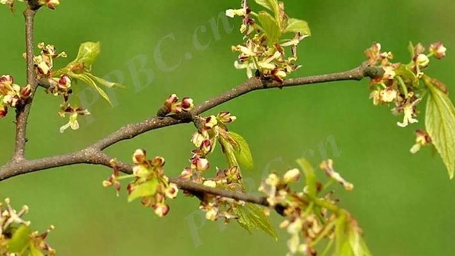 叶祛燥热，根逐湿邪 —— 朴树