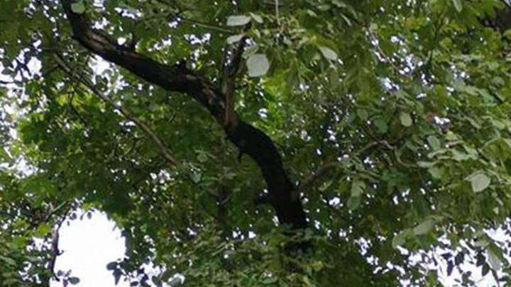 陡坡种植固土技术，核桃鱼鳞坑整地方法，水土保持与冰温储存规范