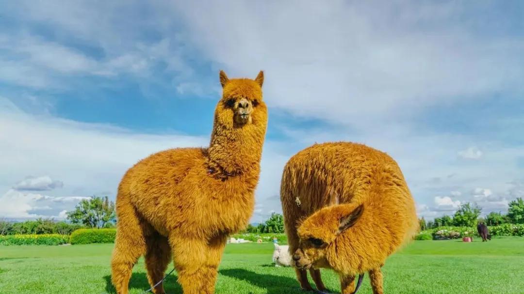 【国家介绍】半壁高原：玻利维亚