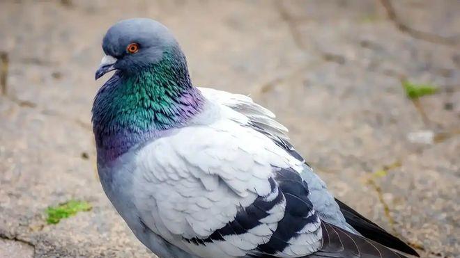 北京放飞的鸽子如何精准回家？自带“地磁感应”，比GPS还靠谱！