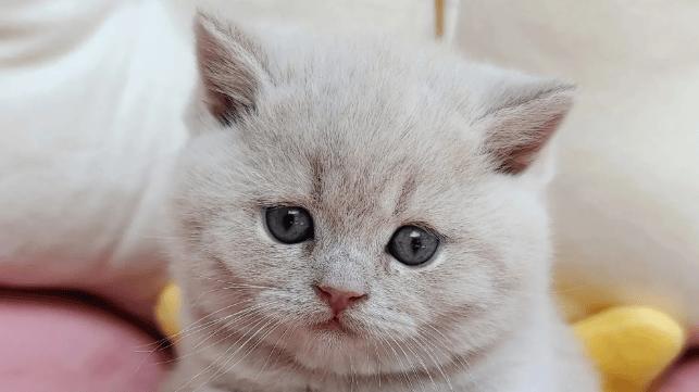 宠物空气净化器到底应该怎么选？2025年3款适合养宠家庭好物推荐