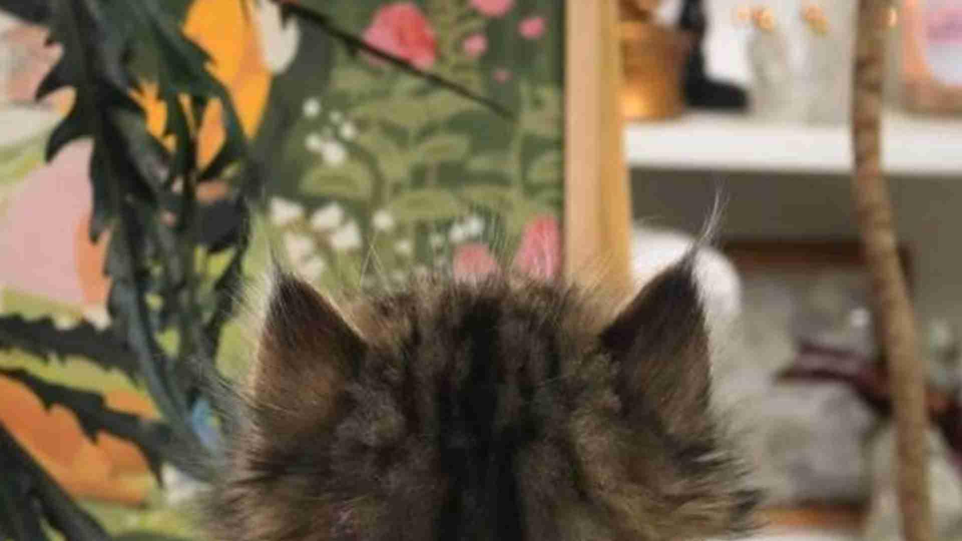 拿破仑猫社交训练，多猫家庭管理，应激反应预防，行为学教授建议