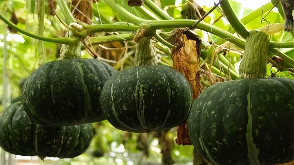 南瓜种植指南：几月份播种才能收获满满？