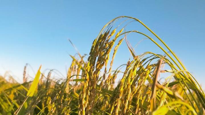 水稻分蘖期管理，适时晒田控无效，促根壮秆防倒伏。