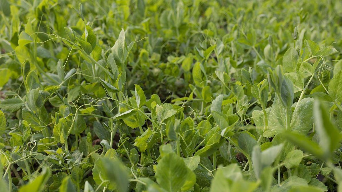 想豌豆长得好？这3个因素你一定不能忽视