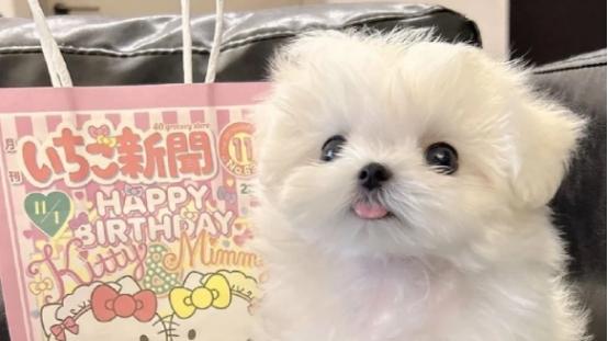不再纠结吃什么牌子狗粮，狗粮品牌十大排行榜，这几款真值得囤