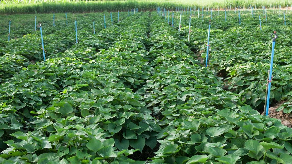 如何在不同土地上种出高产红薯