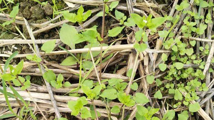 鱼腥草生长在沼泽，湿地环境易泛滥，水量调控新技术，合理引导生长