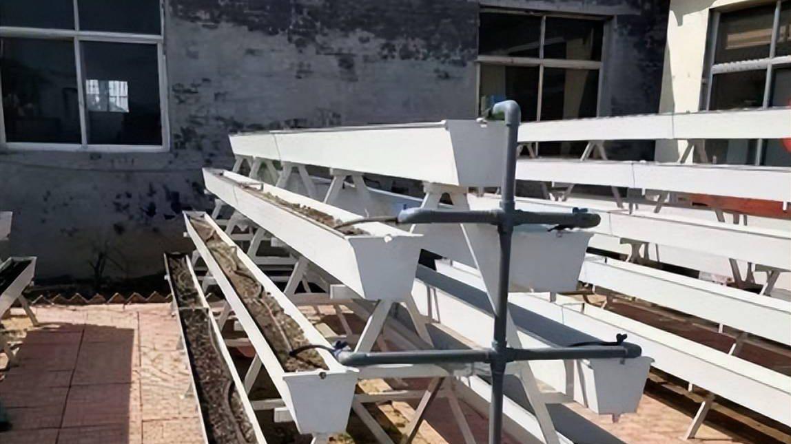 湿地番茄播种成活率低，漂浮育苗技术应用，炼苗过渡与低温储存防潮设计