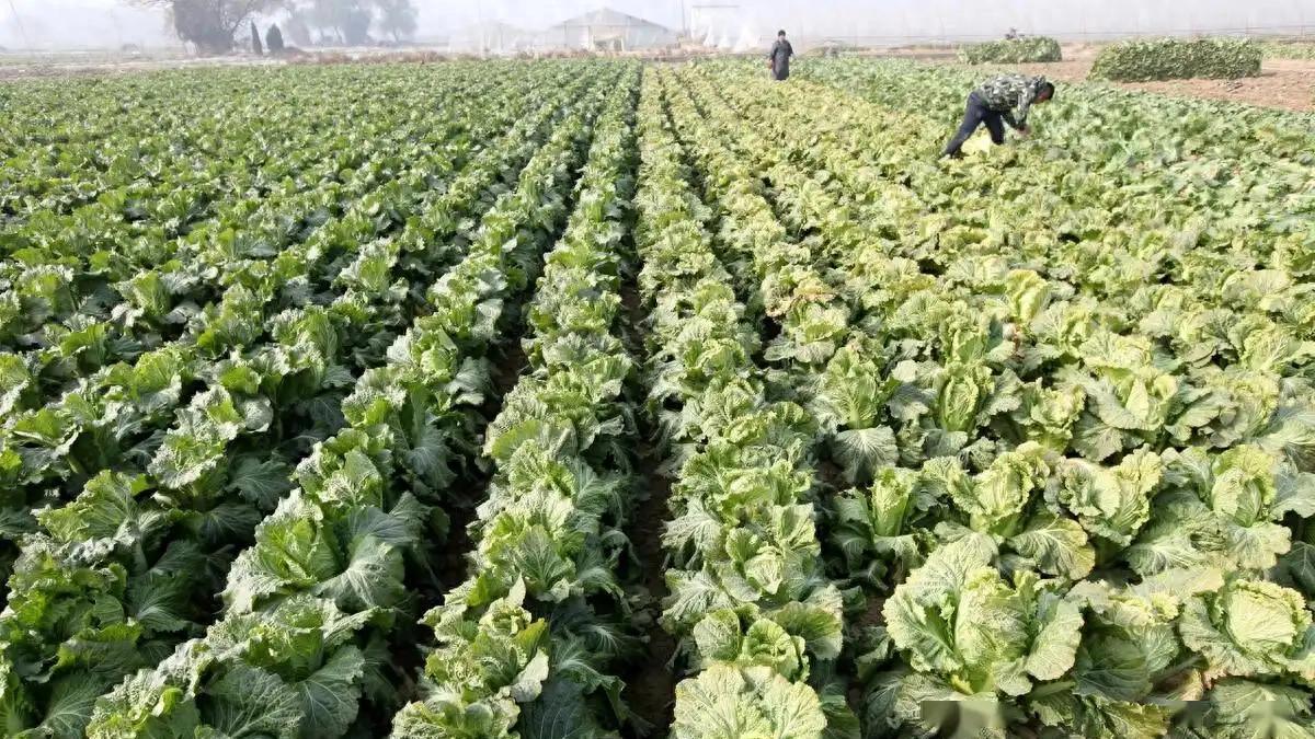 鸡粪、豆饼、草木灰：种植萝卜白菜的自制肥料秘籍，产量质量双丰收！