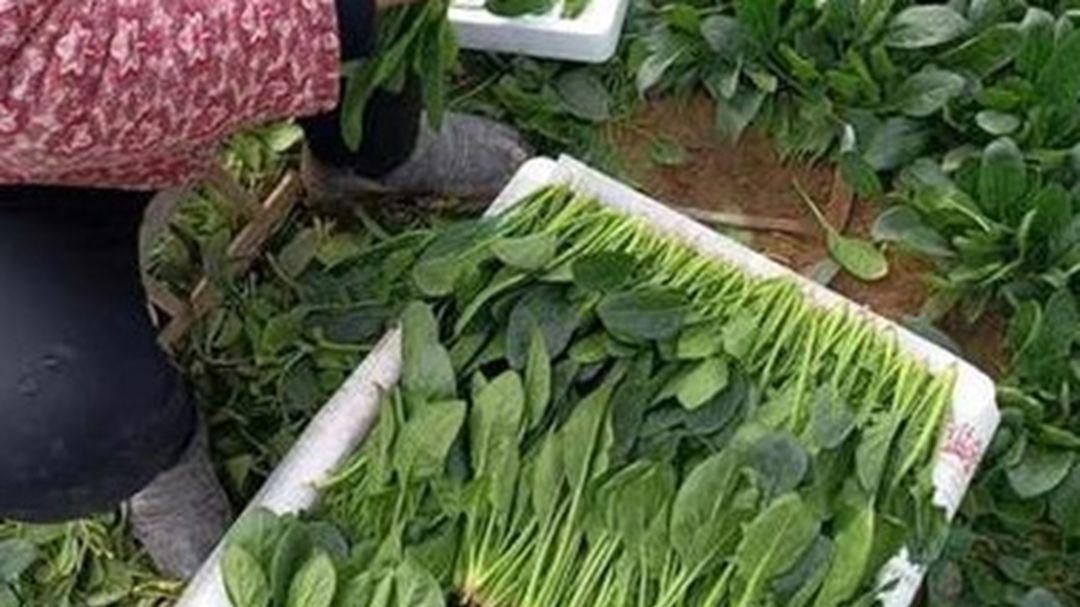 菠菜同位素追踪，15N标记实验，核农学基地，氮肥利用率计算