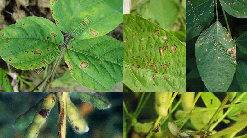 大豆种植避坑指南：搞定这10种病虫害，收成翻倍！