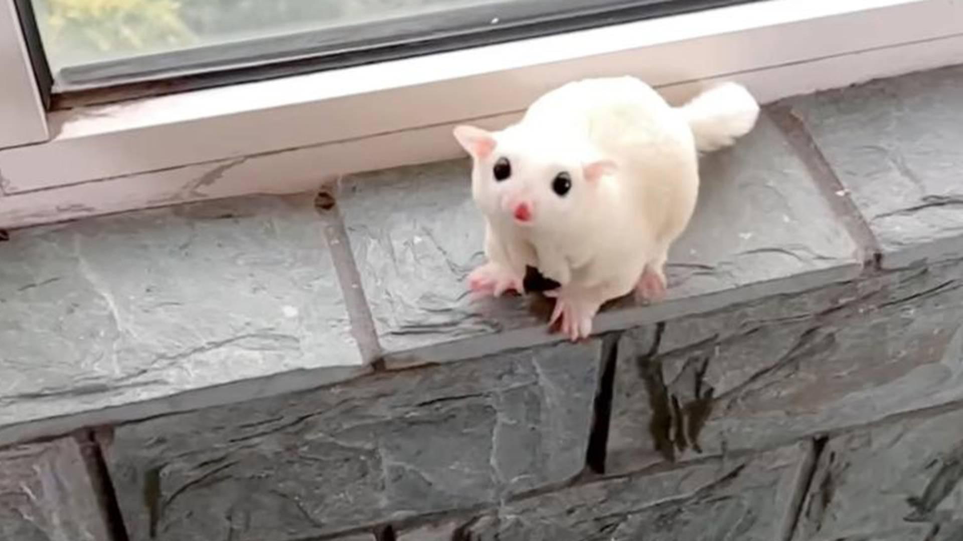 寄生虫检测术，南方潮湿环境，蜜袋鼯检查，每月不能少