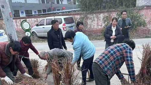 连翘花期延长补光，15天LED光谱调控，北方冬季光周期延长，花期提前15天