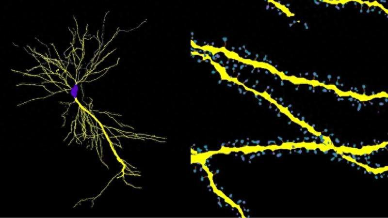 开源软件揭示了大脑细胞的完整三维结构