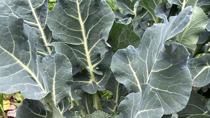 干旱区水分蒸发过快，根系覆盖减少湿度流失，西兰花通风库储存要点