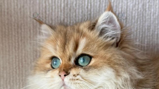 宠物空气净化器哪个牌子好用又实惠？十大品牌测评，适配多户型!