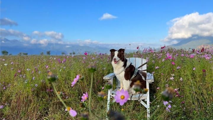 护食行为溯源，资源分配实验，边牧信任重建，渐进改善案例