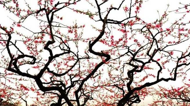 桃花星全解，命理认知到实用方法，明灯易学