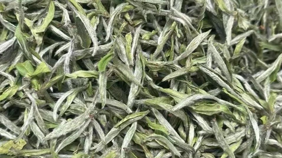 白露至寒露忙制茶，为何茶友偏爱白牡丹？真相在这里！