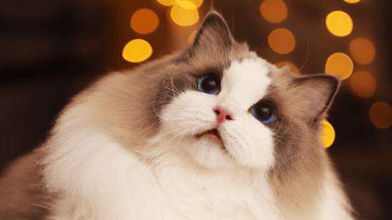 宠物空气净化器吸猫毛有用吗？352、希喂、有哈核心数据实测分享