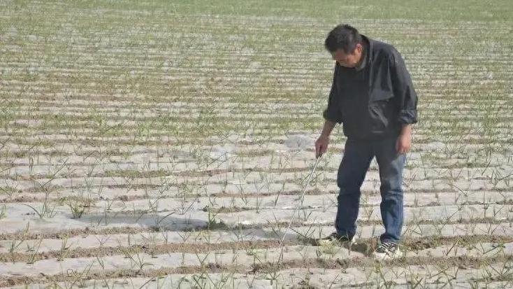 地膜大蒜出苗后，这6大管理措施你知道吗？