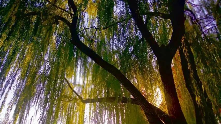 随笔：降温日记