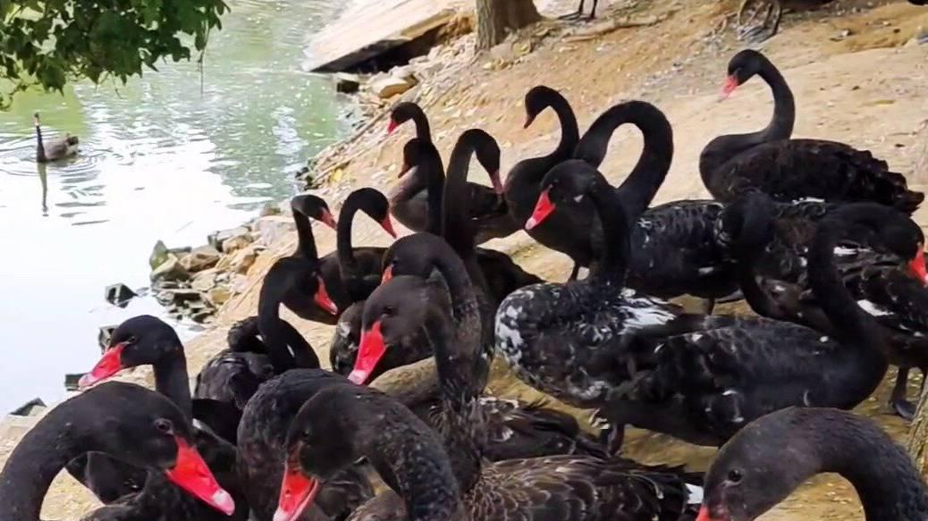 退伍军人实践分享，黑天鹅产蛋箱优化细节，生态园繁殖效率提升三个月