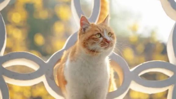 怎样挑选猫粮？三点必看！2025公认健康国产猫粮推荐品牌