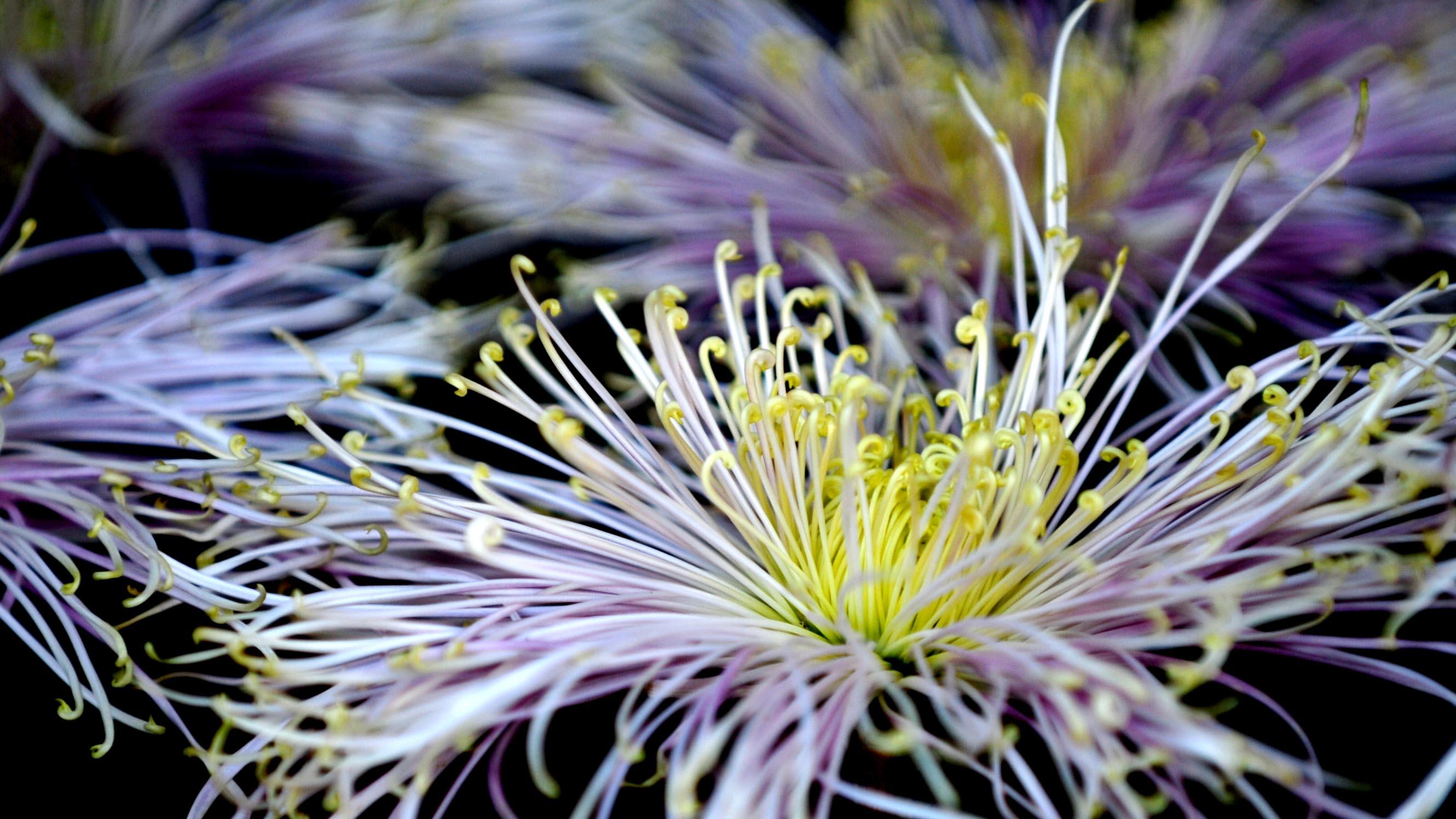 菊开千般态 秋意入画来