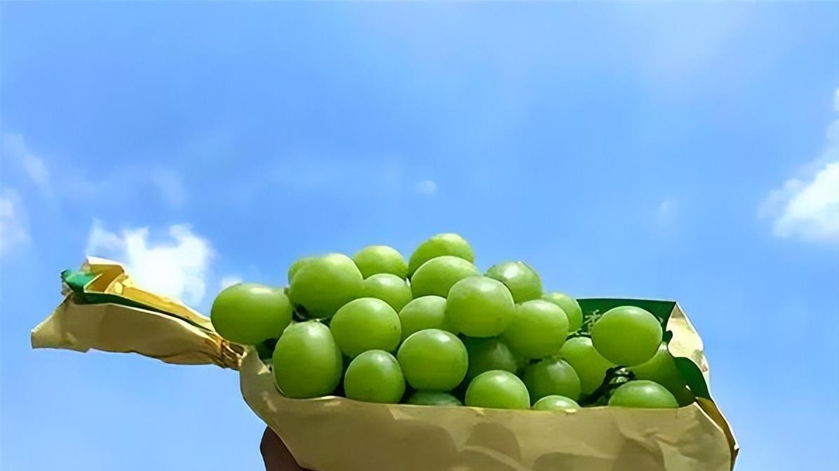 阳光玫瑰葡萄从天价到平价，只要四五块一斤，这背后有什么故事？