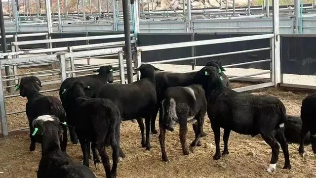 黄学礼：不要把我看做是个养羊人 我更是一个在乡土上种下答案的人