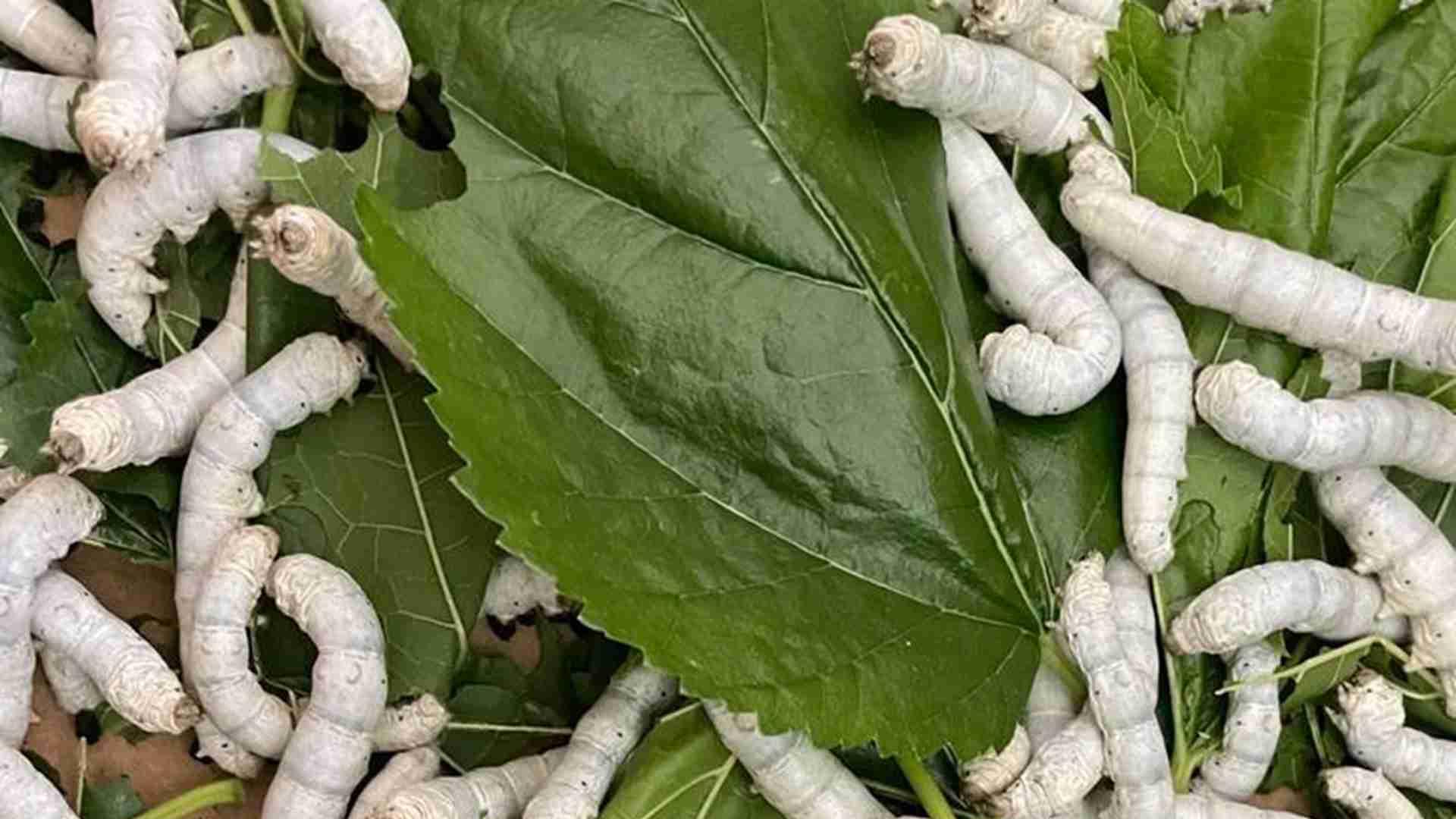 蚕种催青技术，温控设备实测，农科院合作项目，桑蚕同步孵化经验