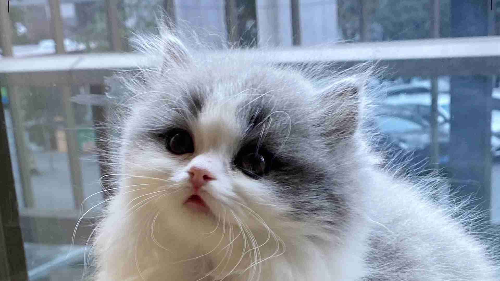 拿破仑猫血统混搭，家养颜值优化，性格稳定性测试，繁育者经验总结