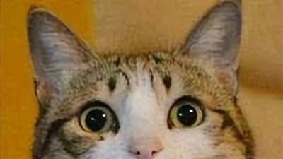 下血本！罗永浩为率土之滨爽玩版“不赚钱带货”，直播送百万赏金