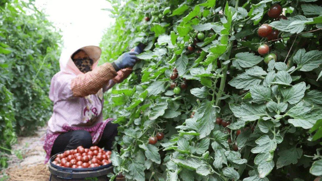 番茄黑土保育技术，黑龙江寒地温室栽培，地膜滴灌与晚熟品种管理