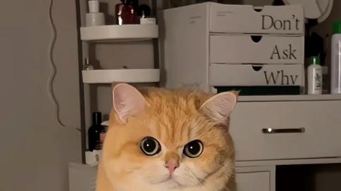 金渐层猫咪掉毛严重？试试这些实用小技巧，轻松度过换毛季节！