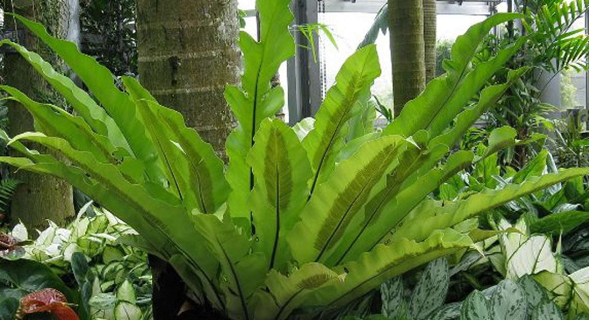 鸟巢蕨板植养护，树皮基质配方，雨林主题咖啡厅，喷淋系统设置