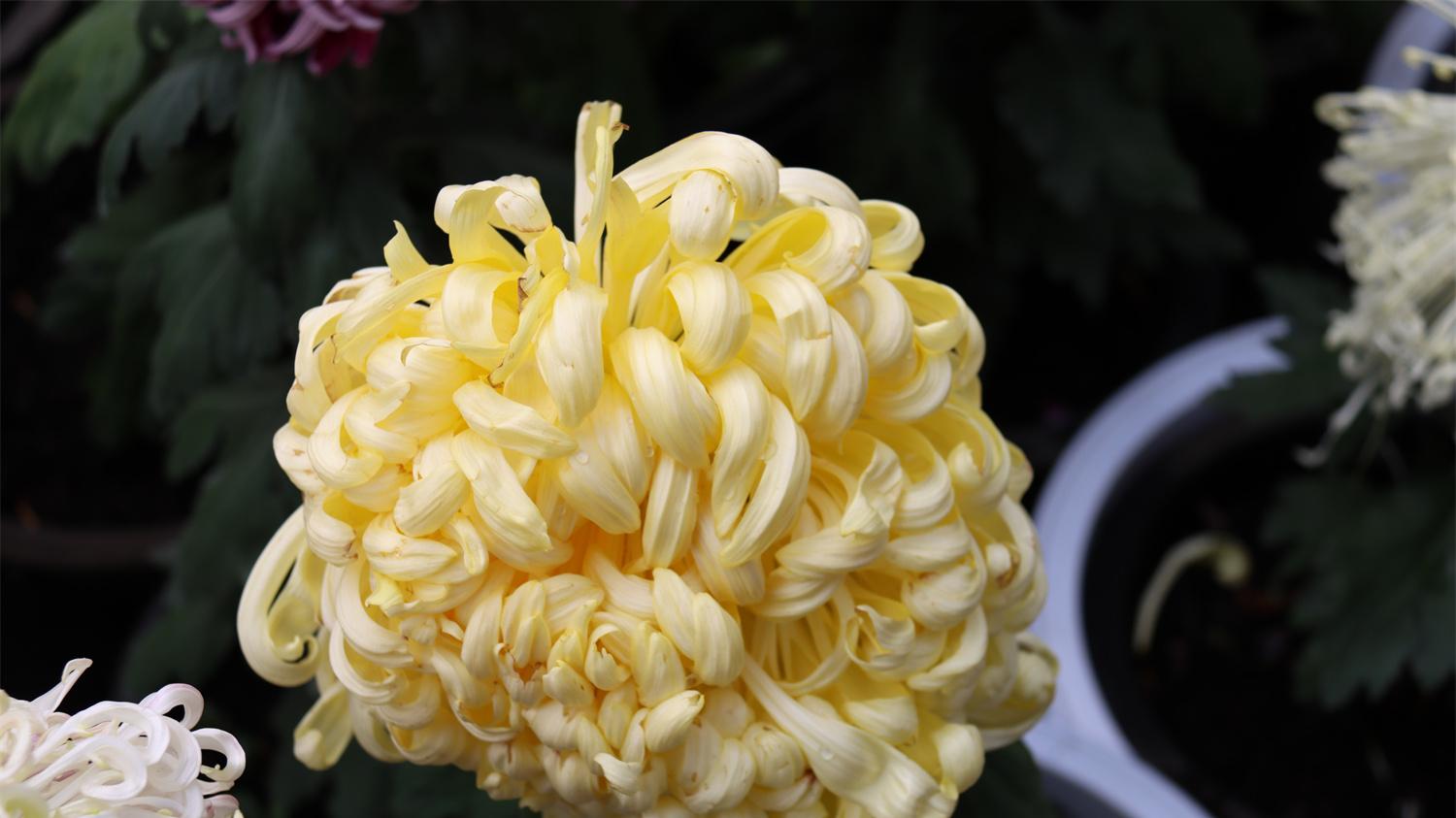 宁可枝头抱香死，何曾吹落北风中。