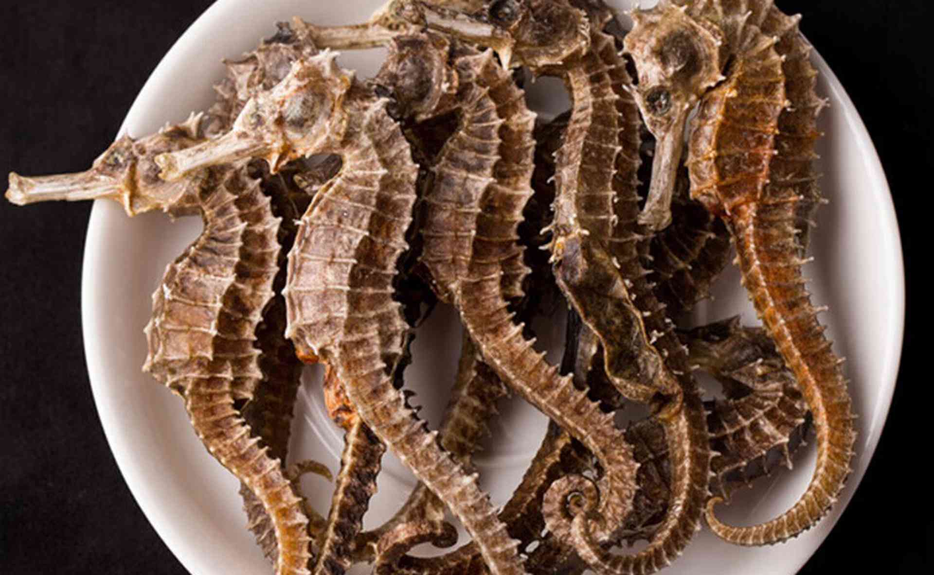 盐度渐变适应术，三个月周期，潮间带户，海马渗透调节能力测