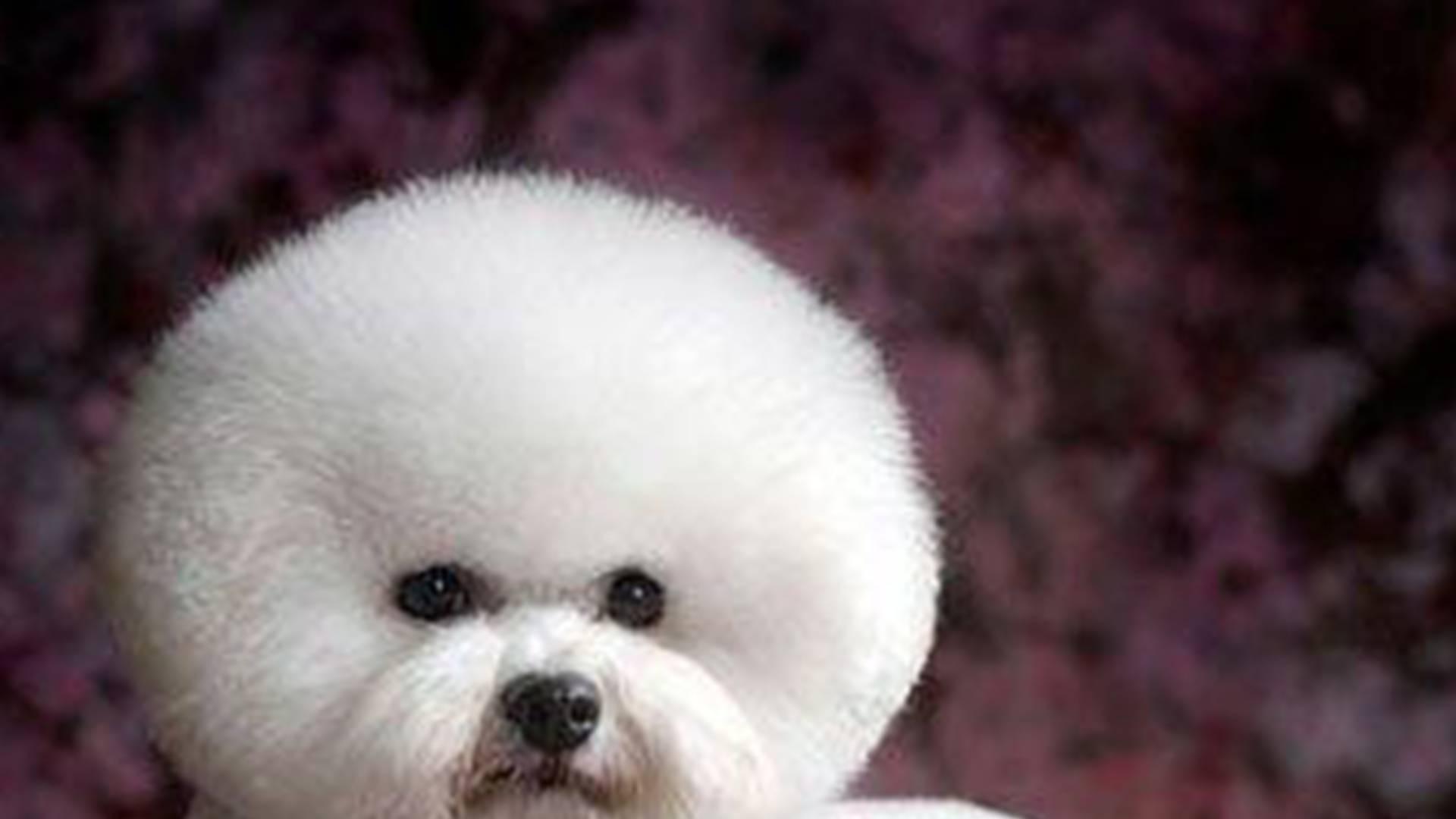 分渠道营销精准，季度销售额翻番，散养土狗加工品，跨境电商销量增