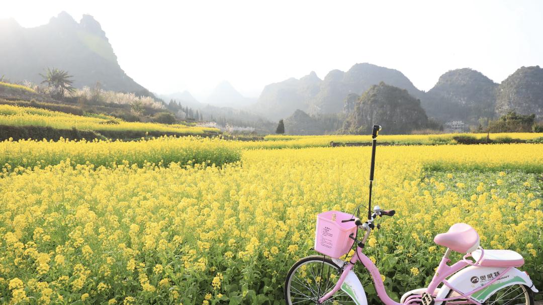 反向旅游成功！贵州万峰林承包整片油菜花田，朋友圈被问爆！