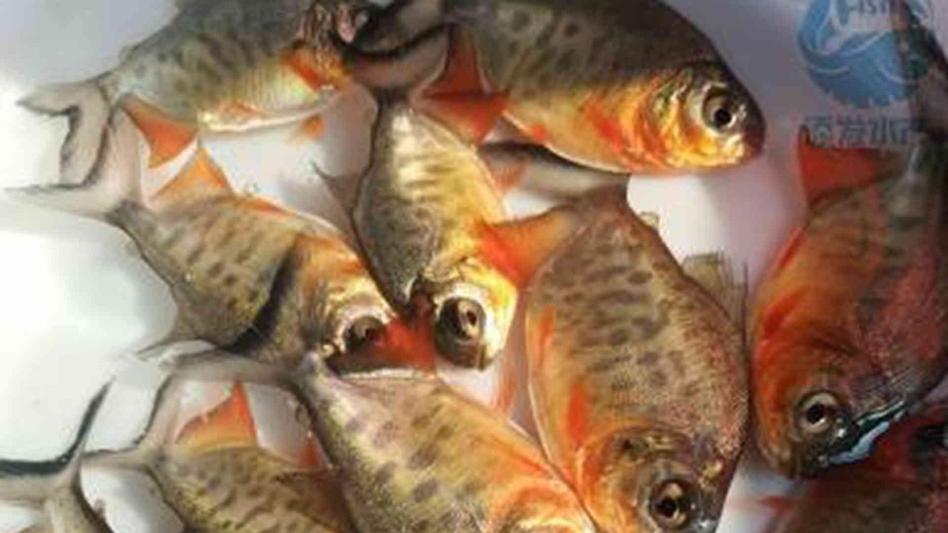 白鲳饲料颗粒度，摄食效率研究，加工配方优化，切记适口性