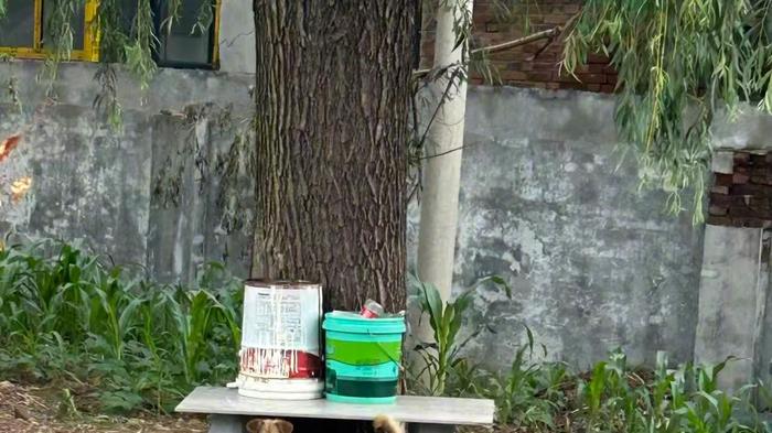 为一条狗，一死三伤，究竟是动物的生命权重要，还是人更应被珍惜