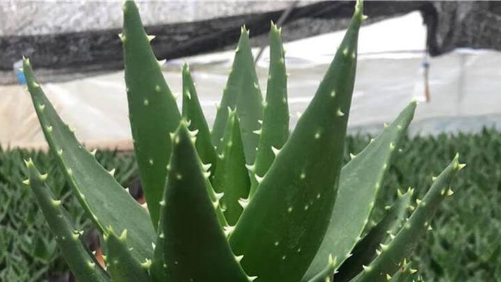 仙人掌沙壤土灭菌方案，居家儿童房窗台，三周虫卵灭杀术，环境调整视频演示